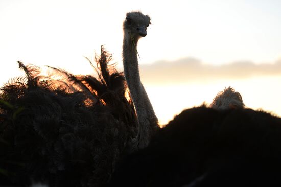 An ostrich farm in the village of Denisovka in the Simferopol District