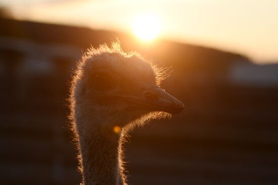 An ostrich farm in the village of Denisovka in the Simferopol District