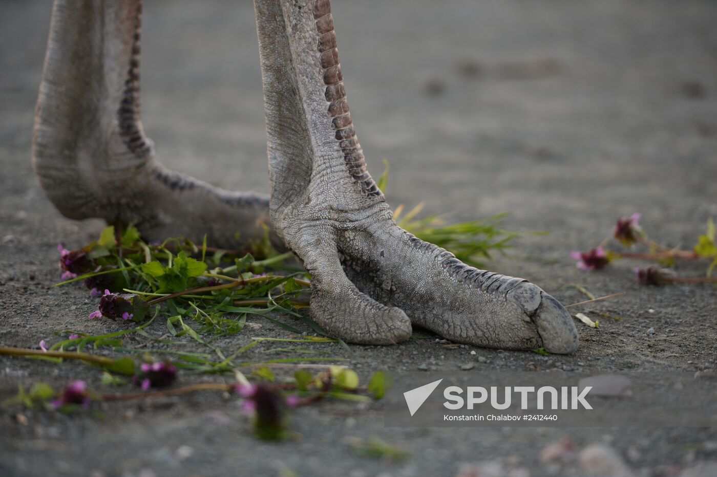 An ostrich farm in the village of Denisovka in the Simferopol District