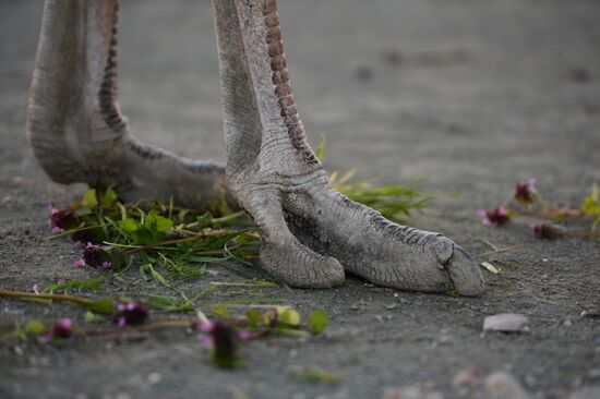 An ostrich farm in the village of Denisovka in the Simferopol District