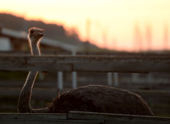 An ostrich farm in the village of Denisovka in the Simferopol District