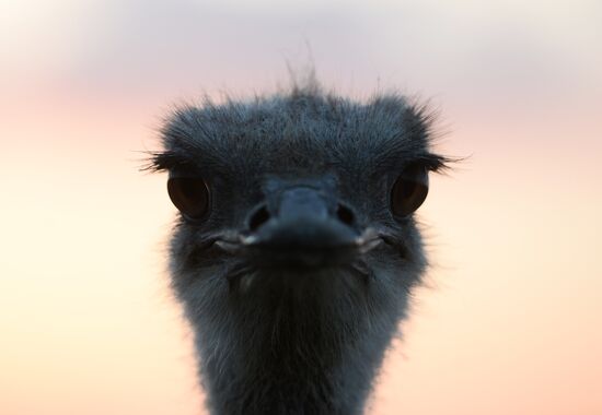 An ostrich farm in the village of Denisovka in the Simferopol District