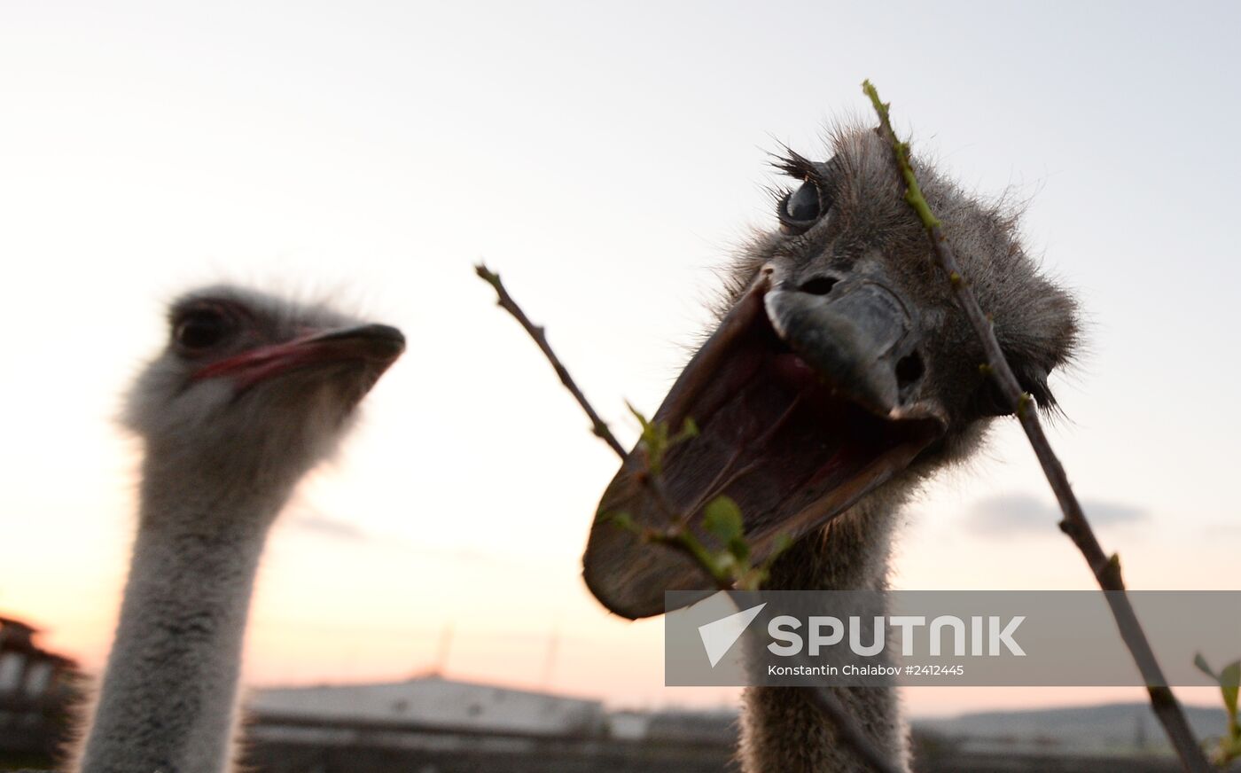 An ostrich farm in the village of Denisovka in the Simferopol District