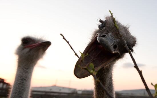 An ostrich farm in the village of Denisovka in the Simferopol District