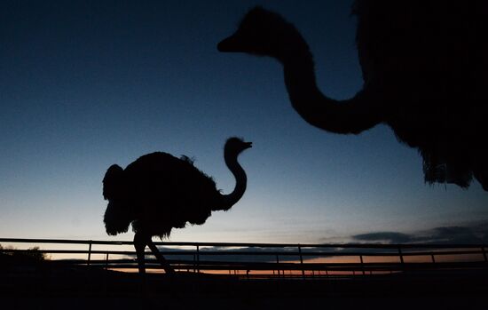 An ostrich farm in the village of Denisovka in the Simferopol District