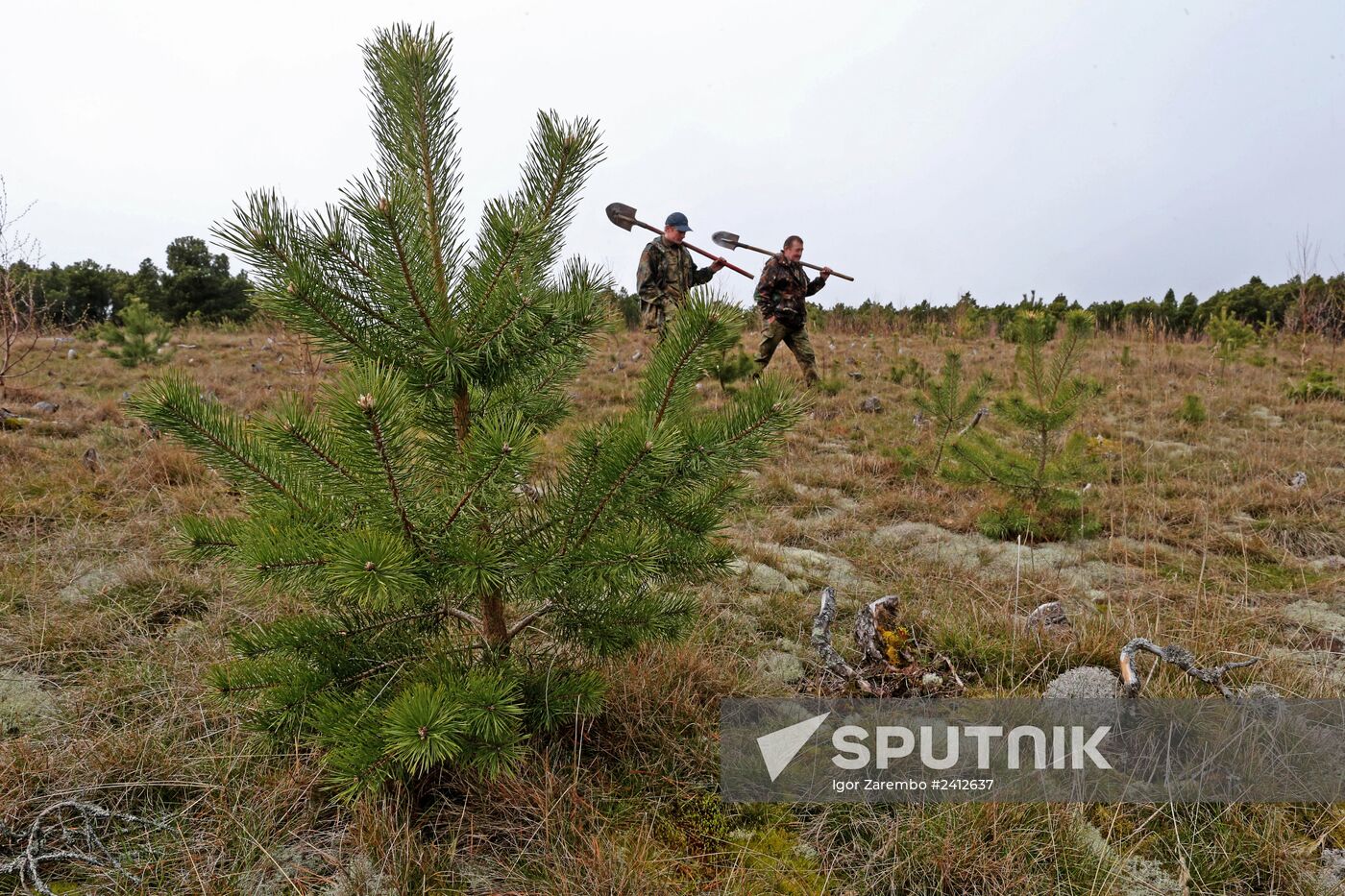 Planting pine seedlings in Curonian Spit