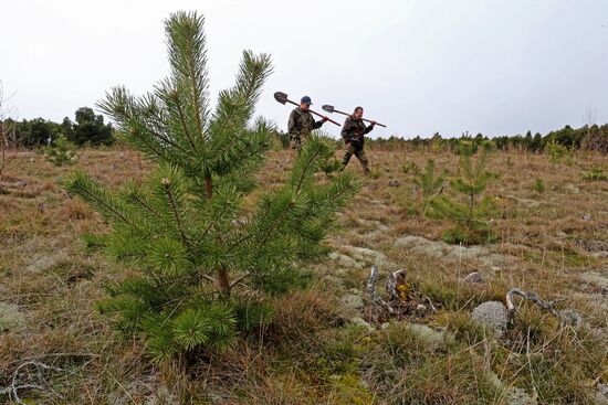 Planting pine seedlings in Curonian Spit