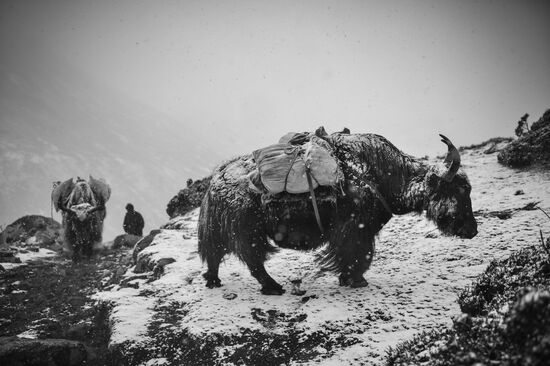 Mountain road from Pheriche to Tengboche