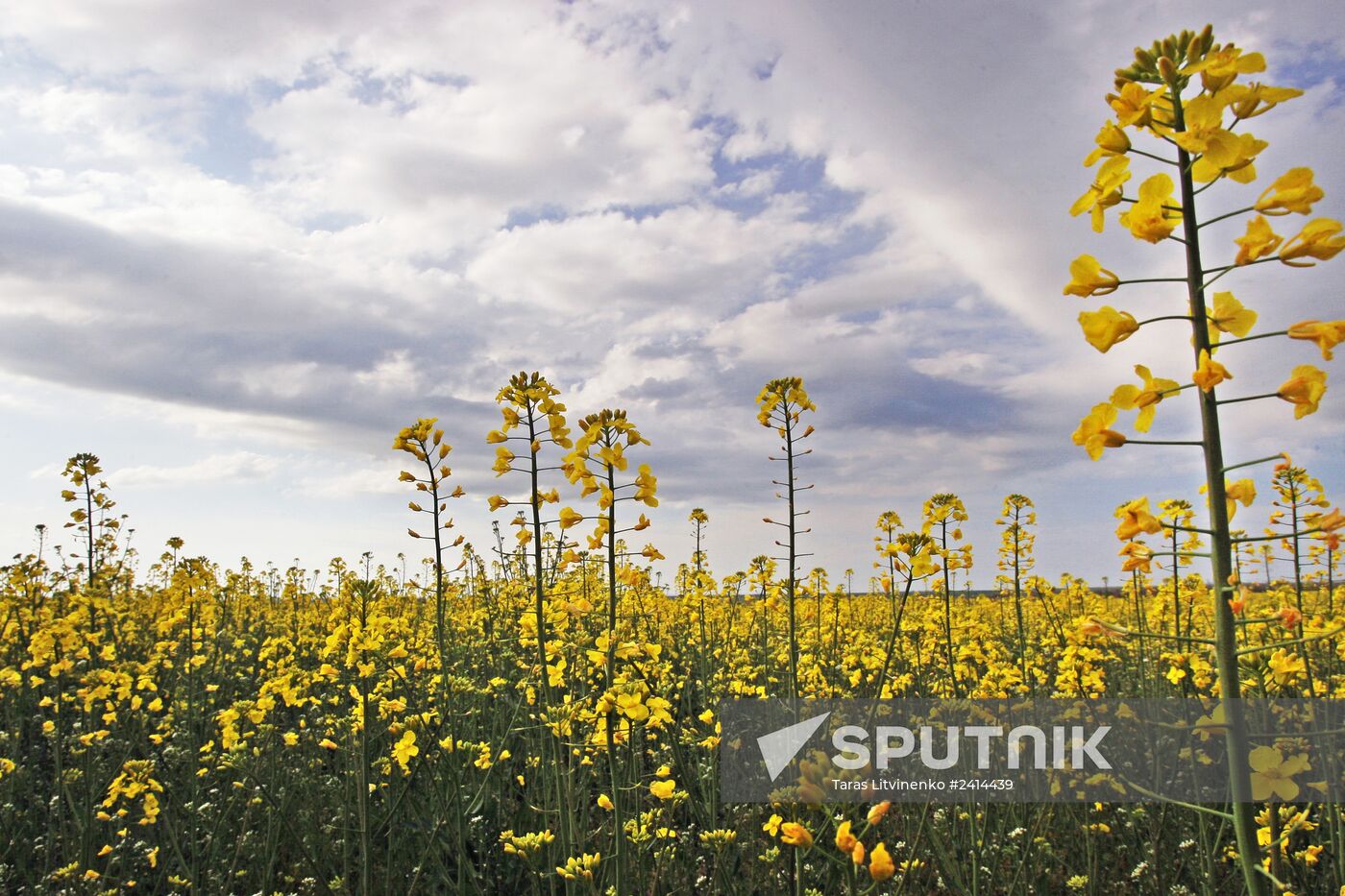 Rape fields outside Simferopol
