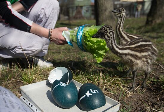 Emu chicks and young Paraguayan anacondas at Leningrad Zoo