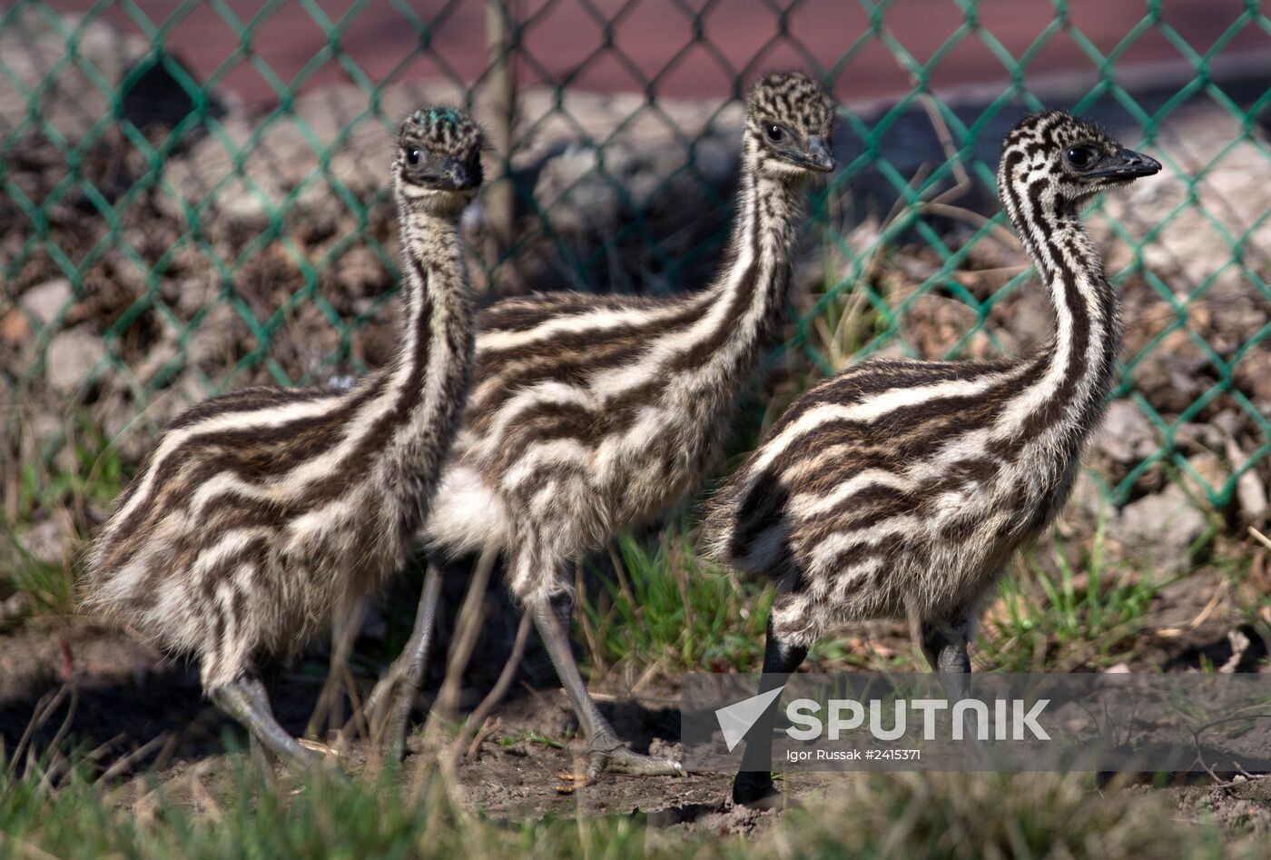 Emu chicks and young Paraguayan anacondas at Leningrad Zoo