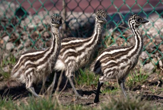 Emu chicks and young Paraguayan anacondas at Leningrad Zoo