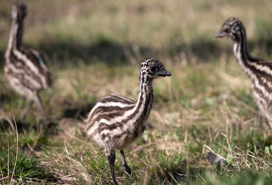 Emu chicks and young Paraguayan anacondas at Leningrad Zoo