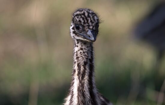 Emu chicks and young Paraguayan anacondas at Leningrad Zoo