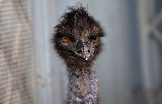 Emu chicks and young Paraguayan anacondas at Leningrad Zoo