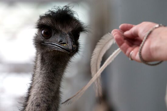 Emu chicks and young Paraguayan anacondas at Leningrad Zoo