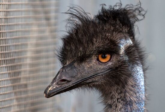Emu chicks and young Paraguayan anacondas at Leningrad Zoo