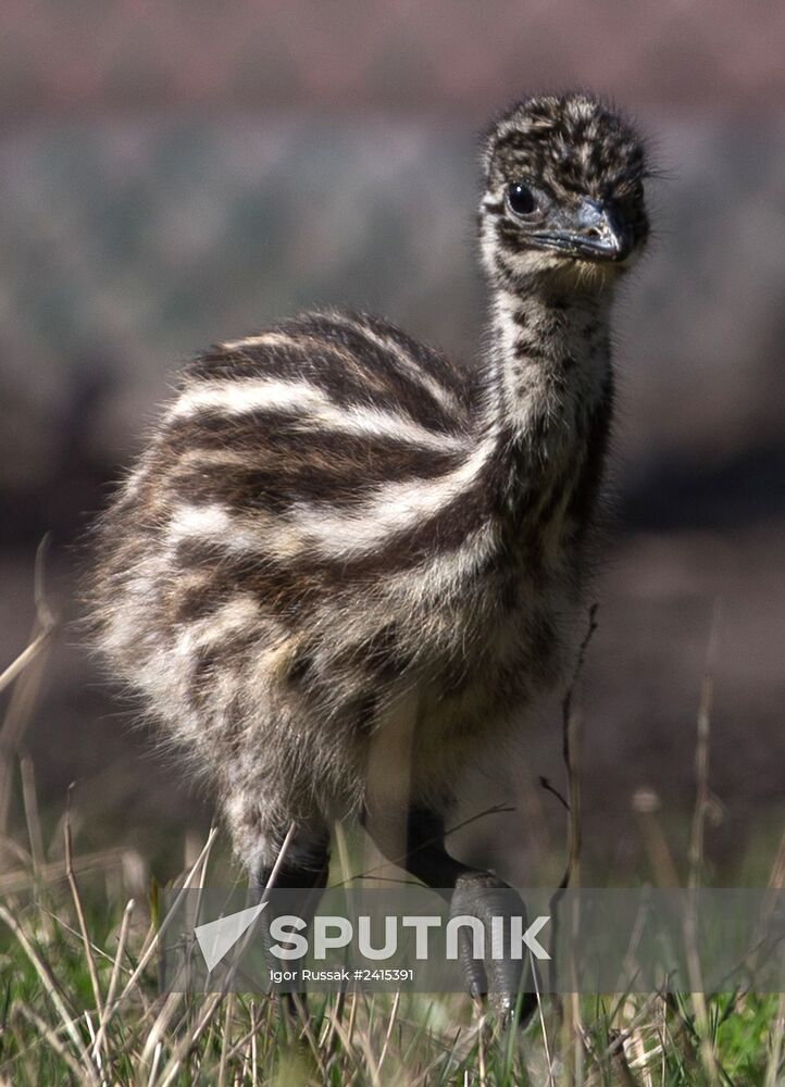 Emu chicks and young Paraguayan anacondas at Leningrad Zoo