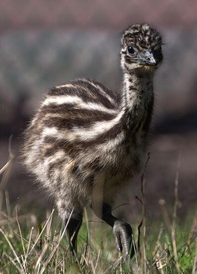 Emu chicks and young Paraguayan anacondas at Leningrad Zoo