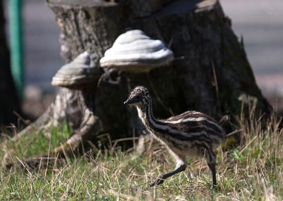 Emu chicks and young Paraguayan anacondas at Leningrad Zoo