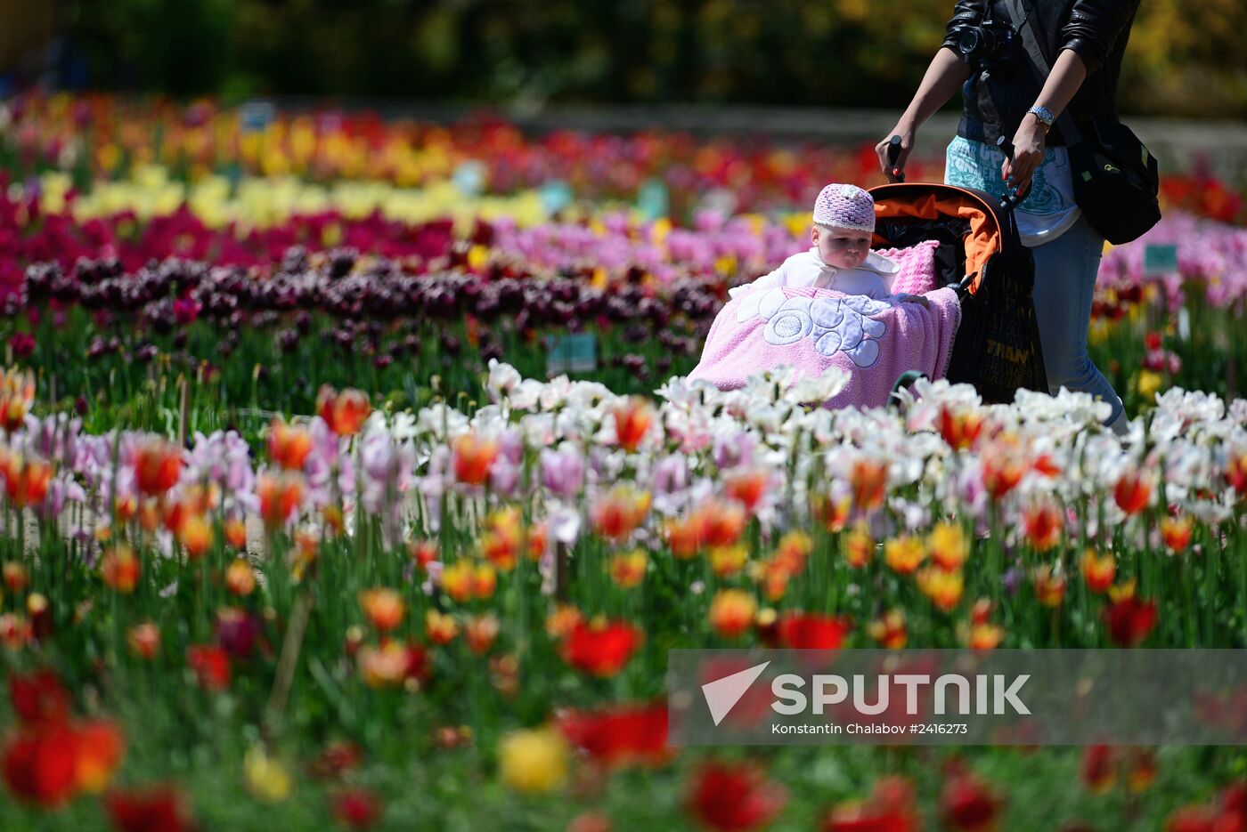 Nikitsky Botanical Garden in Yalta