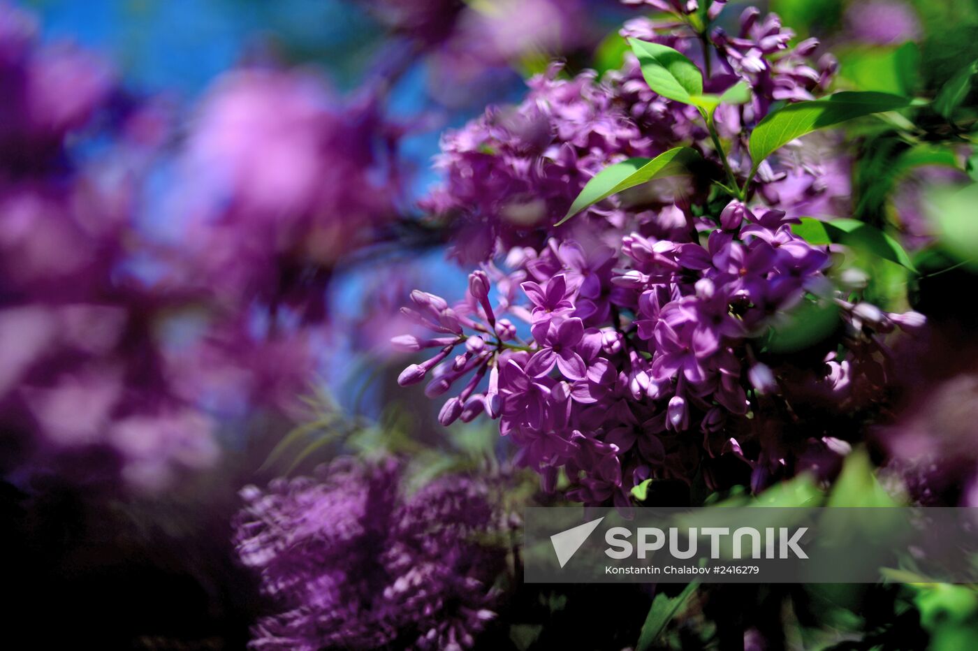 Nikitsky Botanical Garden in Yalta