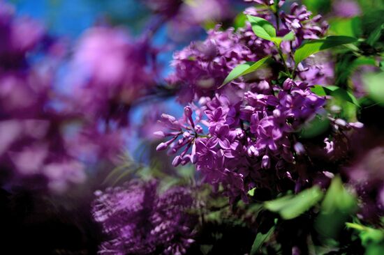 Nikitsky Botanical Garden in Yalta