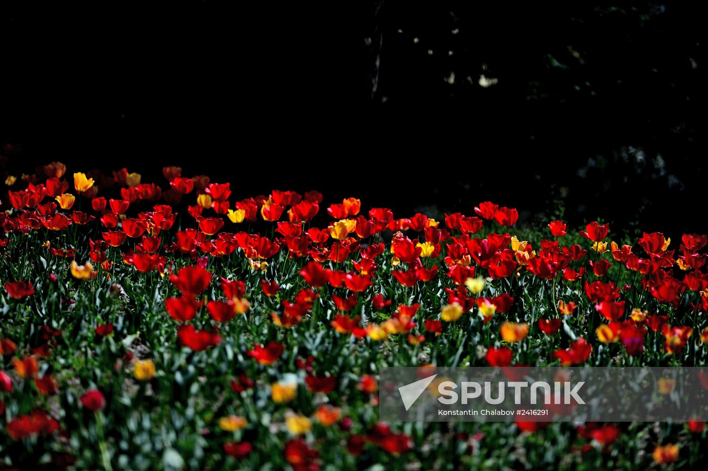 Nikitsky Botanical Garden in Yalta