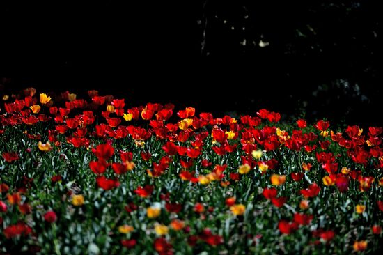 Nikitsky Botanical Garden in Yalta