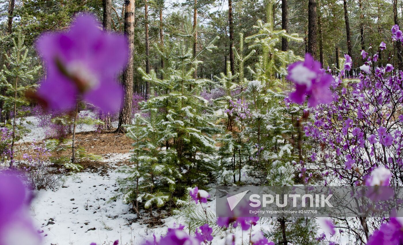 Snow in Zabaikalye Territory