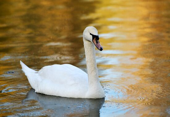 Novolipetsk Iron & Steel Works