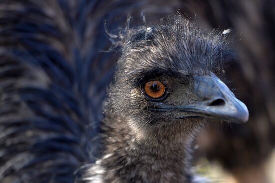 Novolipetsk Iron & Steel Works