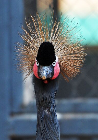 Novolipetsk Iron & Steel Works