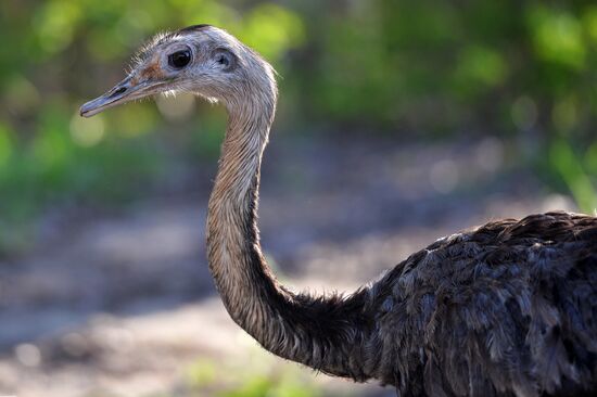 Novolipetsk Iron & Steel Works