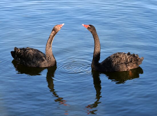 Novolipetsk Iron & Steel Works