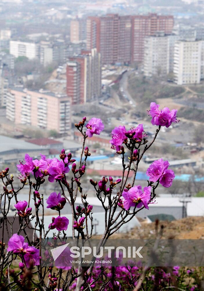Wild rosemary flowering in Vladivostok