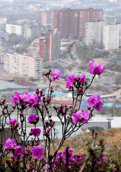 Wild rosemary flowering in Vladivostok