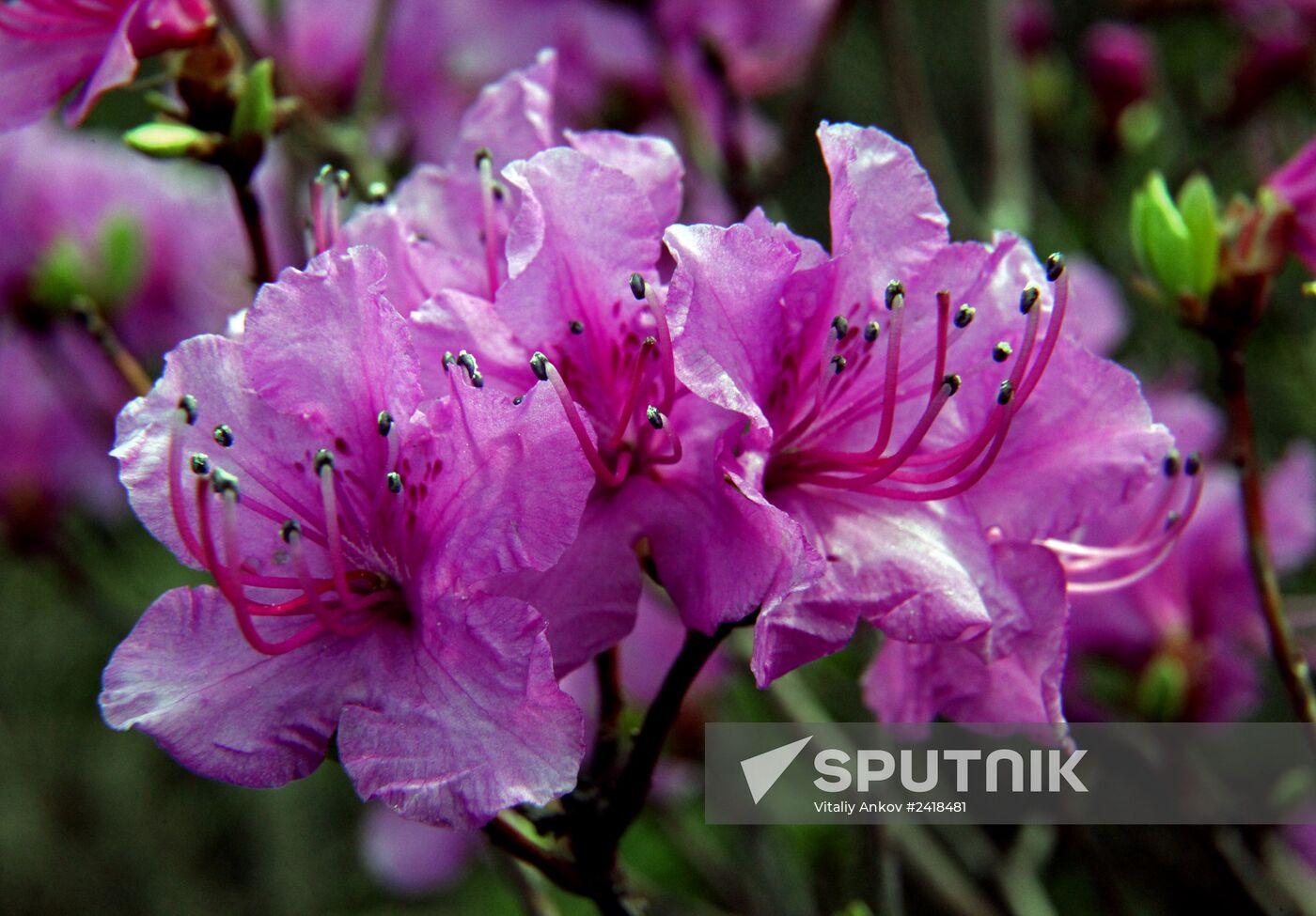 Wild rosemary flowering in Vladivostok