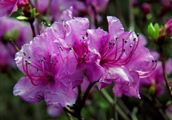 Wild rosemary flowering in Vladivostok