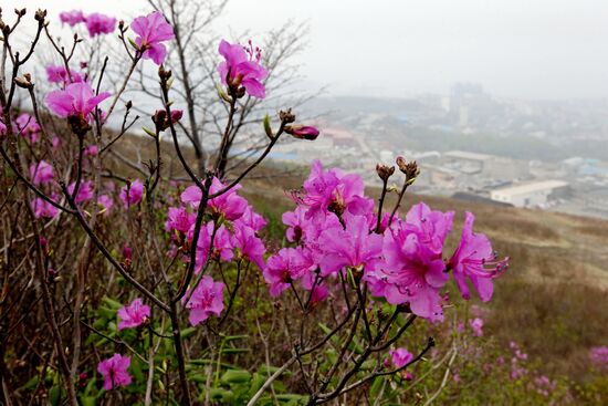Wild rosemary flowering in Vladivostok