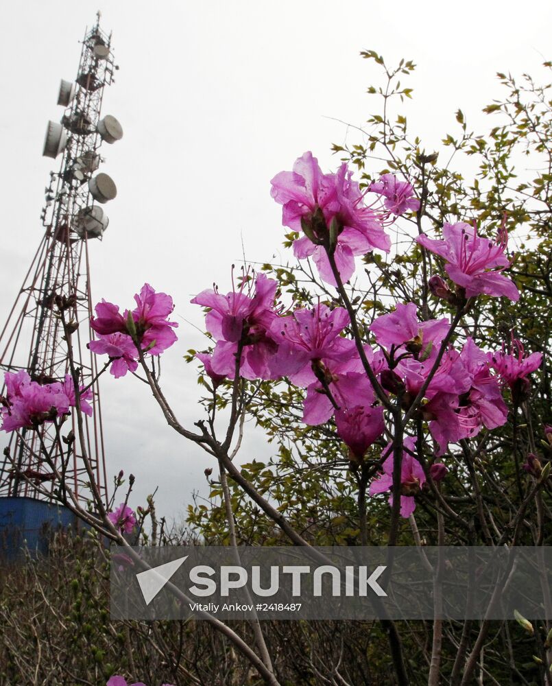 Wild rosemary flowering in Vladivostok