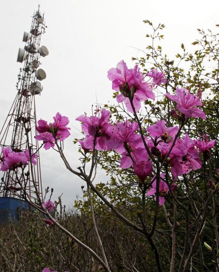 Wild rosemary flowering in Vladivostok