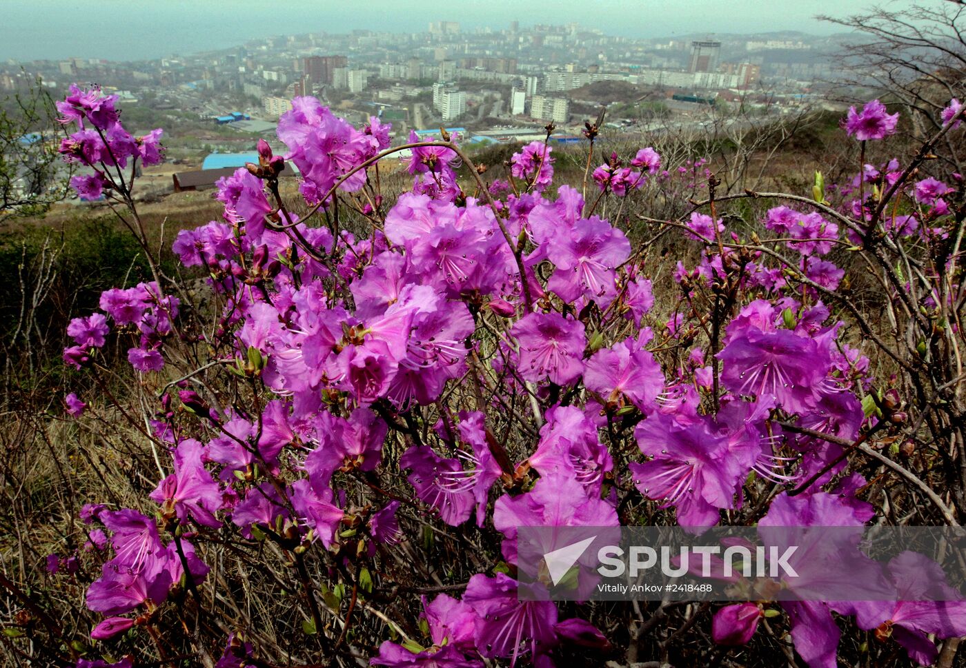 Wild rosemary flowering in Vladivostok