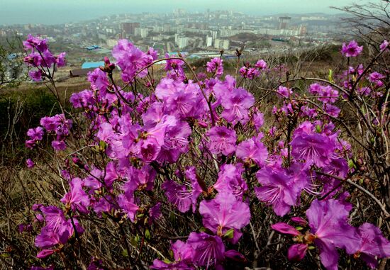 Wild rosemary flowering in Vladivostok
