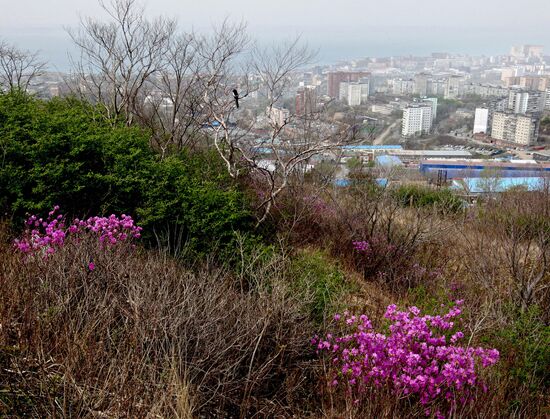 Wild rosemary flowering in Vladivostok
