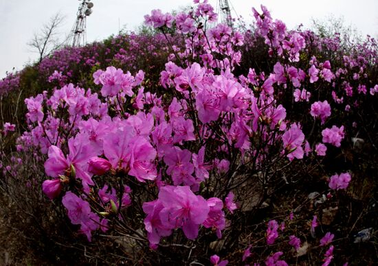 Wild rosemary flowering in Vladivostok