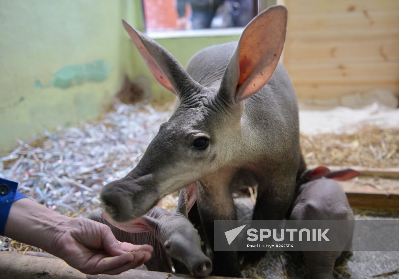 Aardvark twins born at the Yekaterinburg Zoo