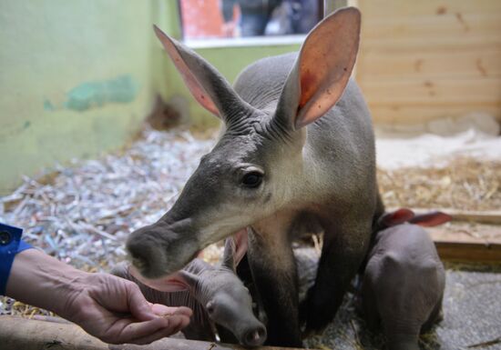 Aardvark twins born at the Yekaterinburg Zoo