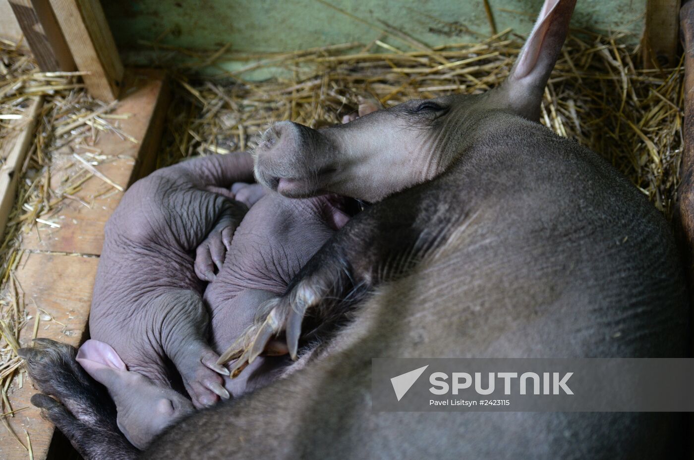 Aardvark twins born at the Yekaterinburg Zoo