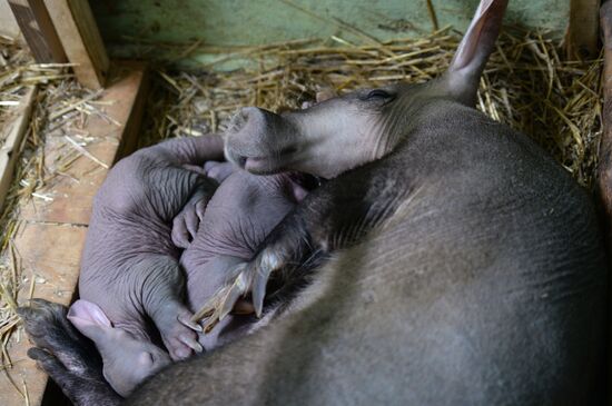 Aardvark twins born at the Yekaterinburg Zoo